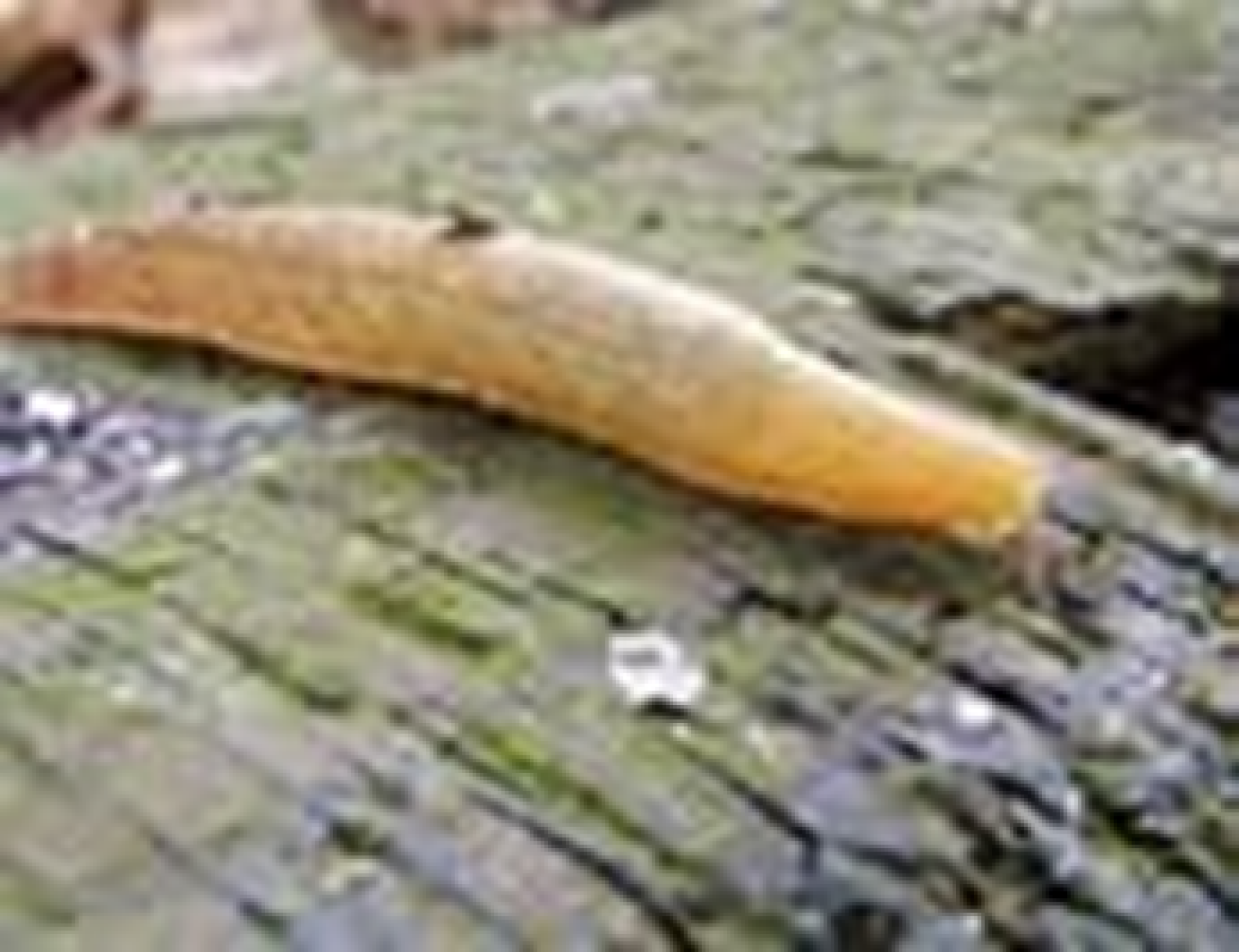 Ear shelled slug.  Another friend of the gardener as they eat other slugs and snails.  Unfortunately they'll also demolish your earthworms.