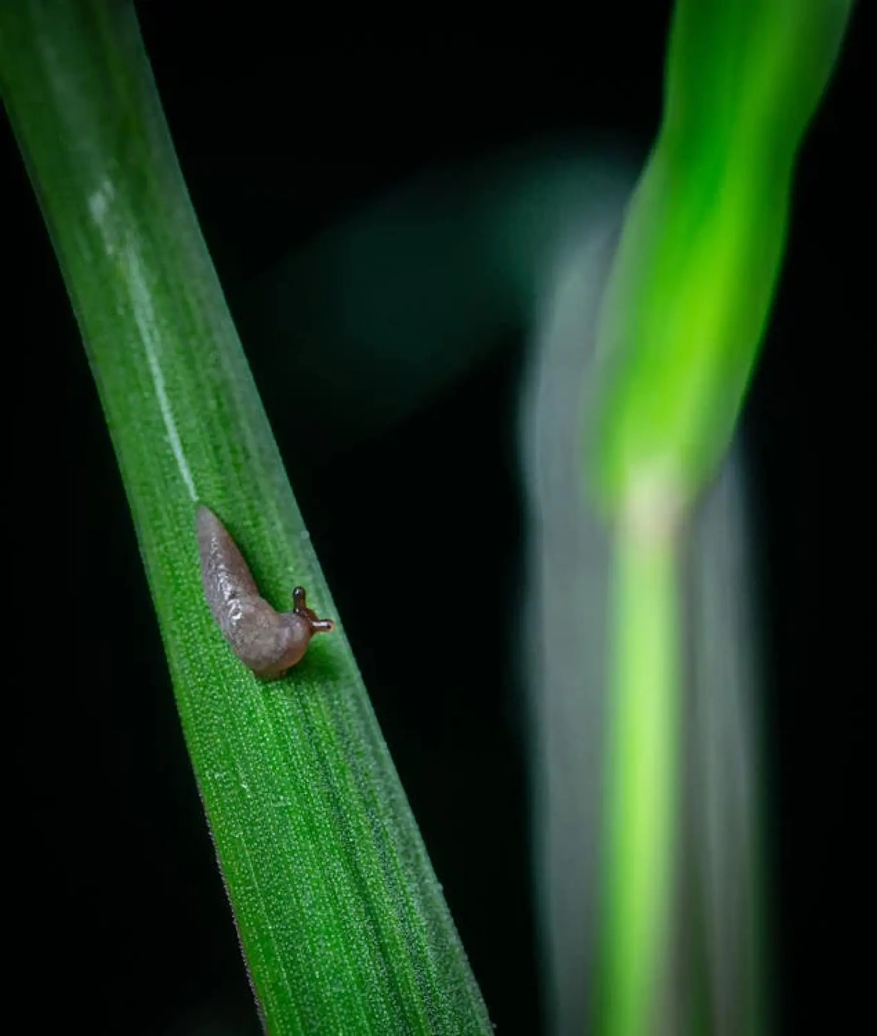 Grey field slug - foe!  Causes devastating damage to crops worldwide.