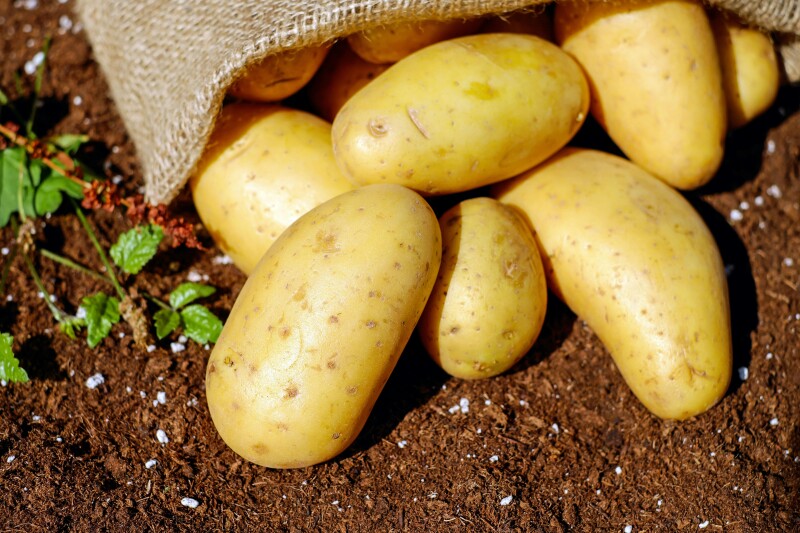 Planting Seed Potatoes