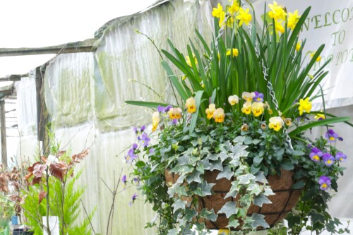 Hanging Baskets