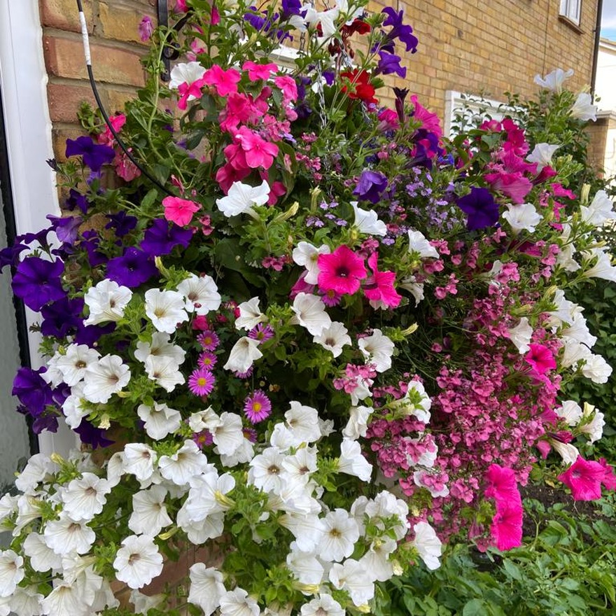 An example of one of 'Our Own Mix' baskets.  Jimmie has been a regular for years and looks after them so well.