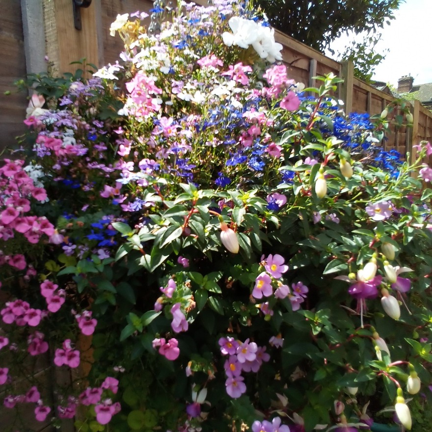 Another 'Our Own Mix'.  Looked after beautifully by Julie W.