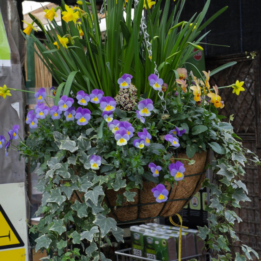 An Autumn to Spring basket.