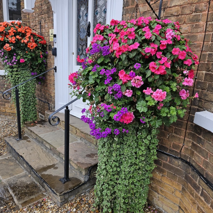 Verbena, geraniums, busy lizzies and nepeta